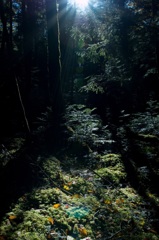 苔