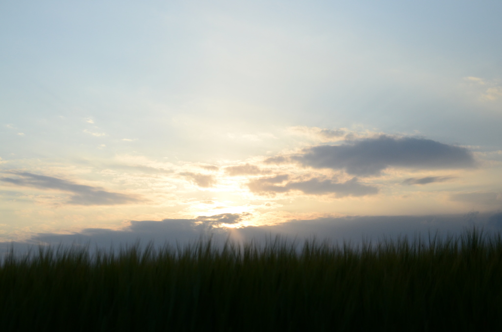 稲穂と夕日