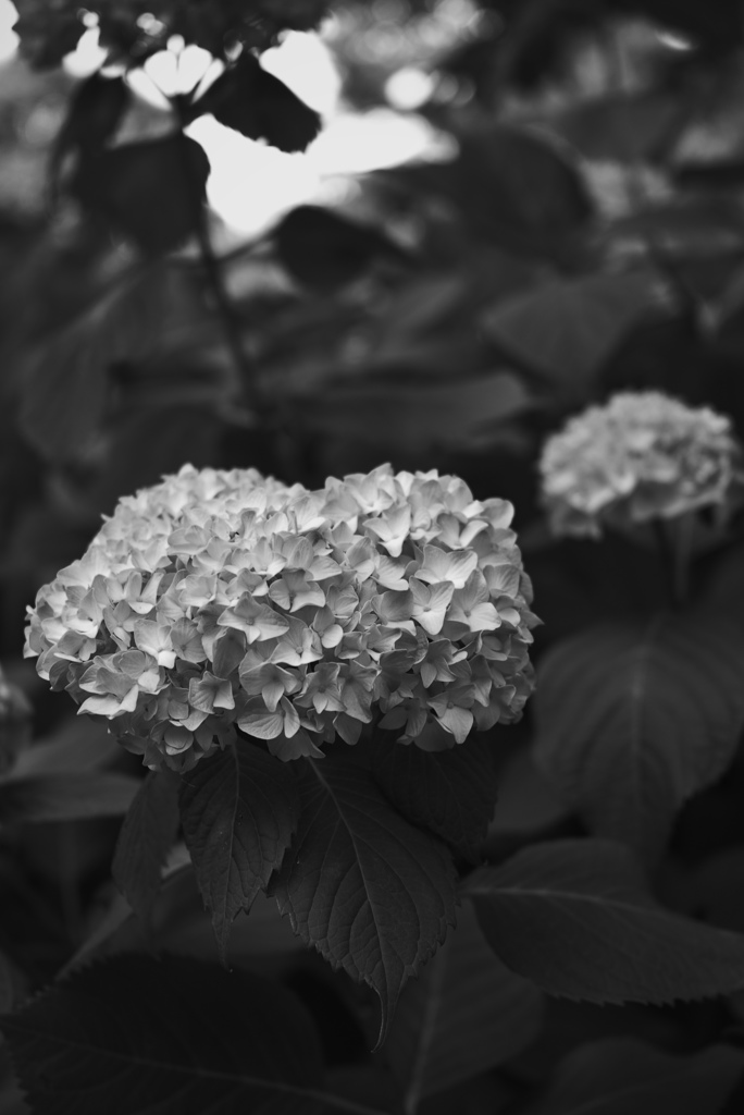 mono