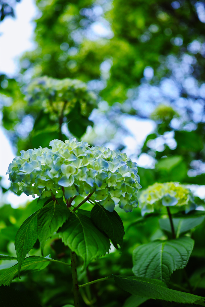 2016 紫陽花　ファーストショット