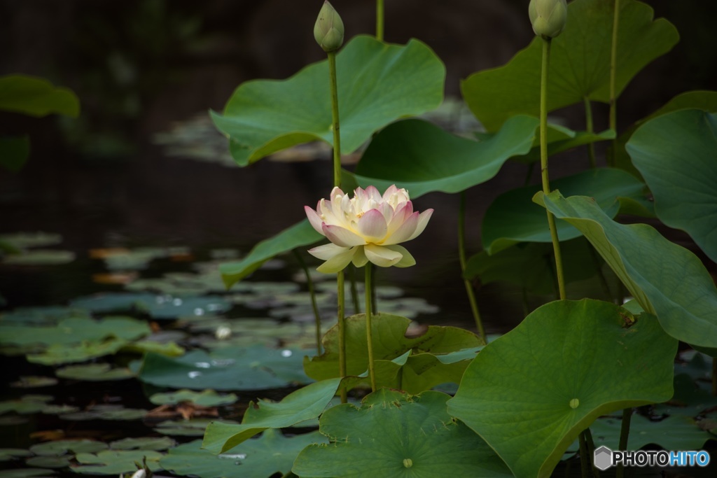 蓮の花