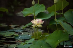 蓮の花