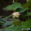 蓮の花