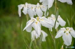 花菖蒲