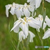 花菖蒲