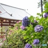 紫陽花