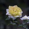 薔薇