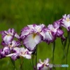 花菖蒲