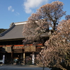 成田山新勝寺　最後の梅