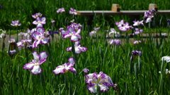 菖蒲の花とベンチ　小岩菖蒲園