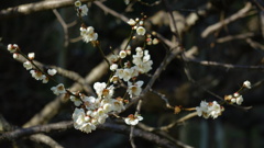 三渓園　臥竜梅