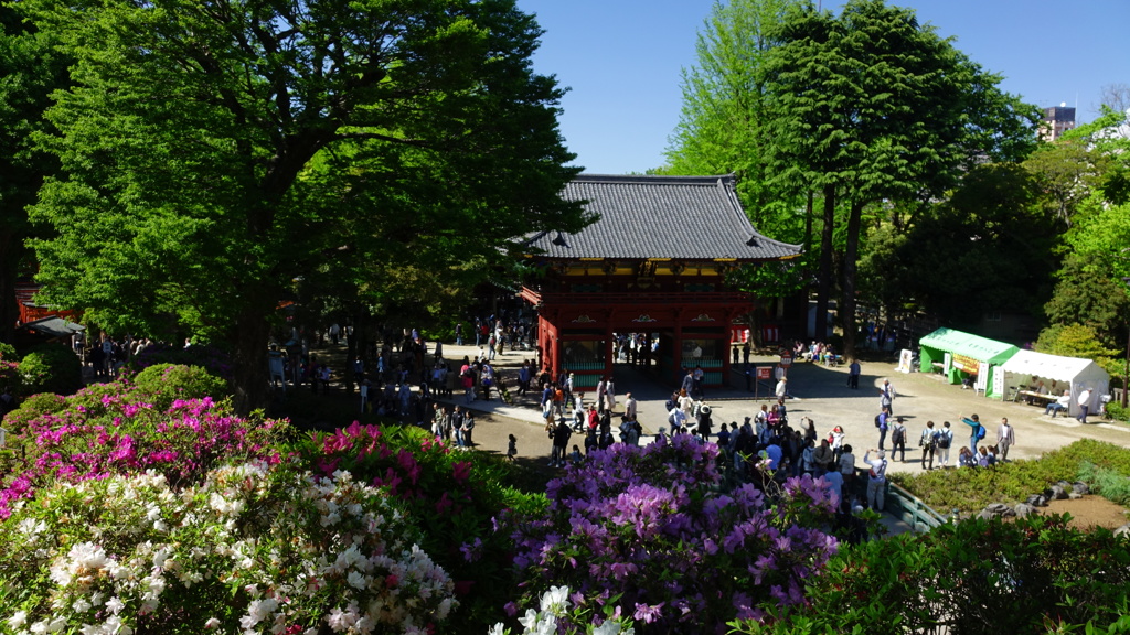 根津神社　一年に一度だけのながめ