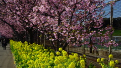 三浦海岸の春　河津桜と菜の花