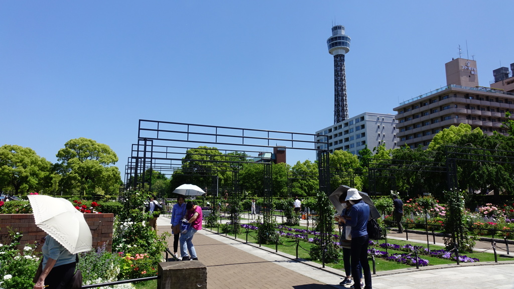 バラの咲く横浜みなとみらい8