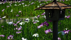 小岩菖蒲園の一隅