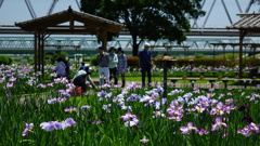 小岩菖蒲園の菖蒲の花