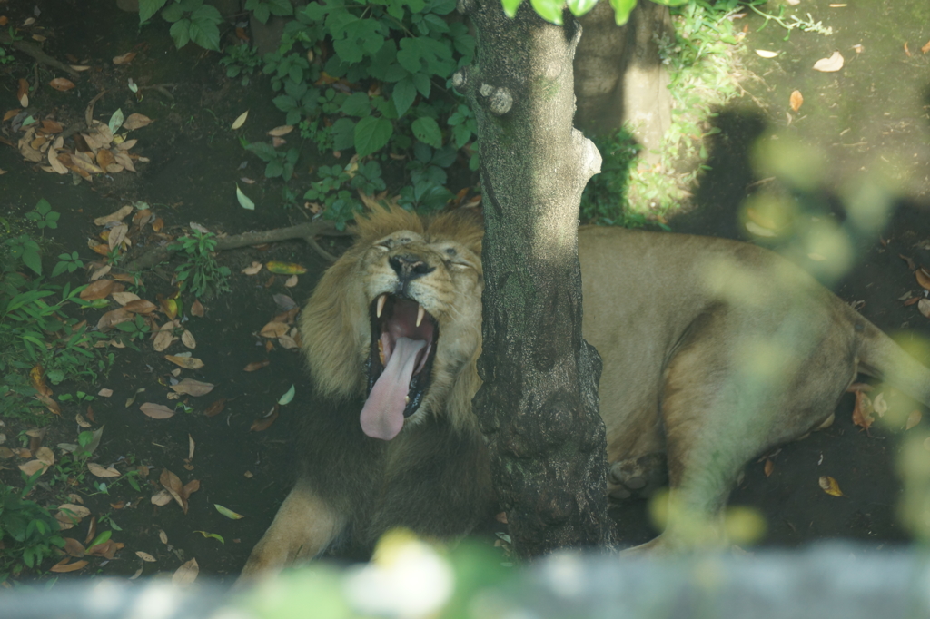 百獣の王のあくび Lion's yawning 
