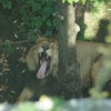 百獣の王のあくび Lion's yawning 