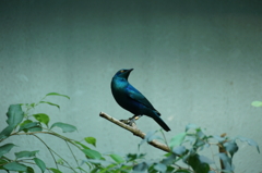 A tiny bird colored in dark green