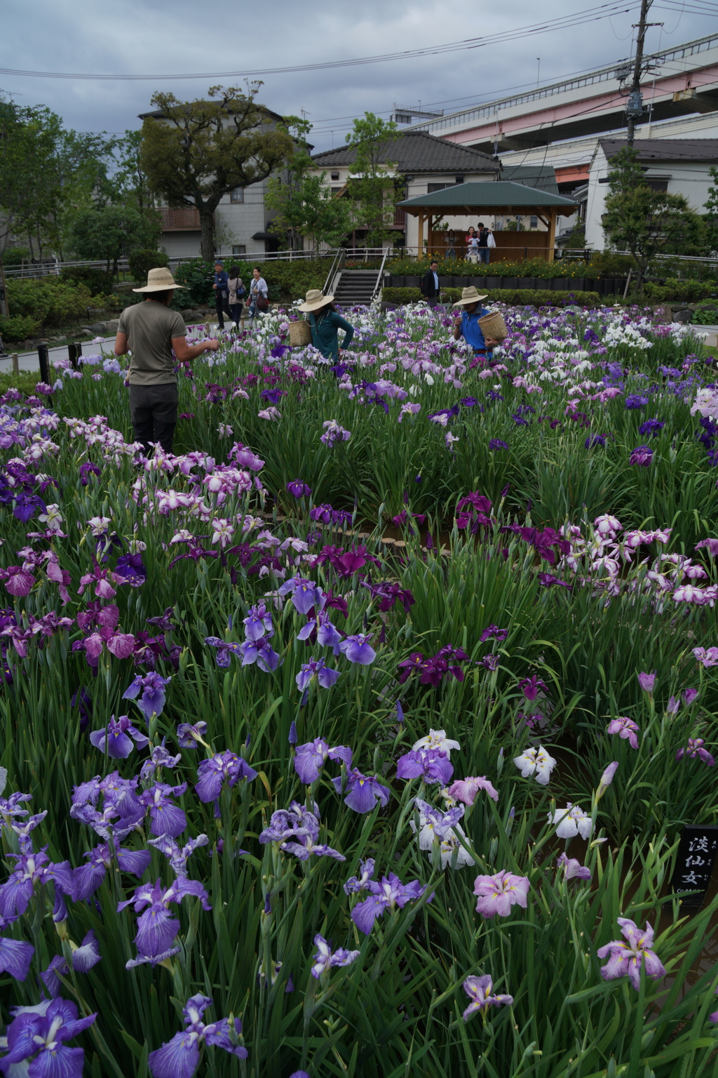 堀切菖蒲園 花を手入れする人たち