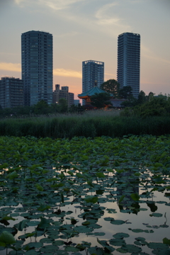 不忍池の夕暮れ