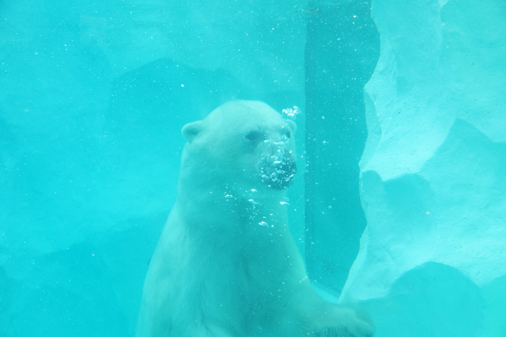 水中のしろくま