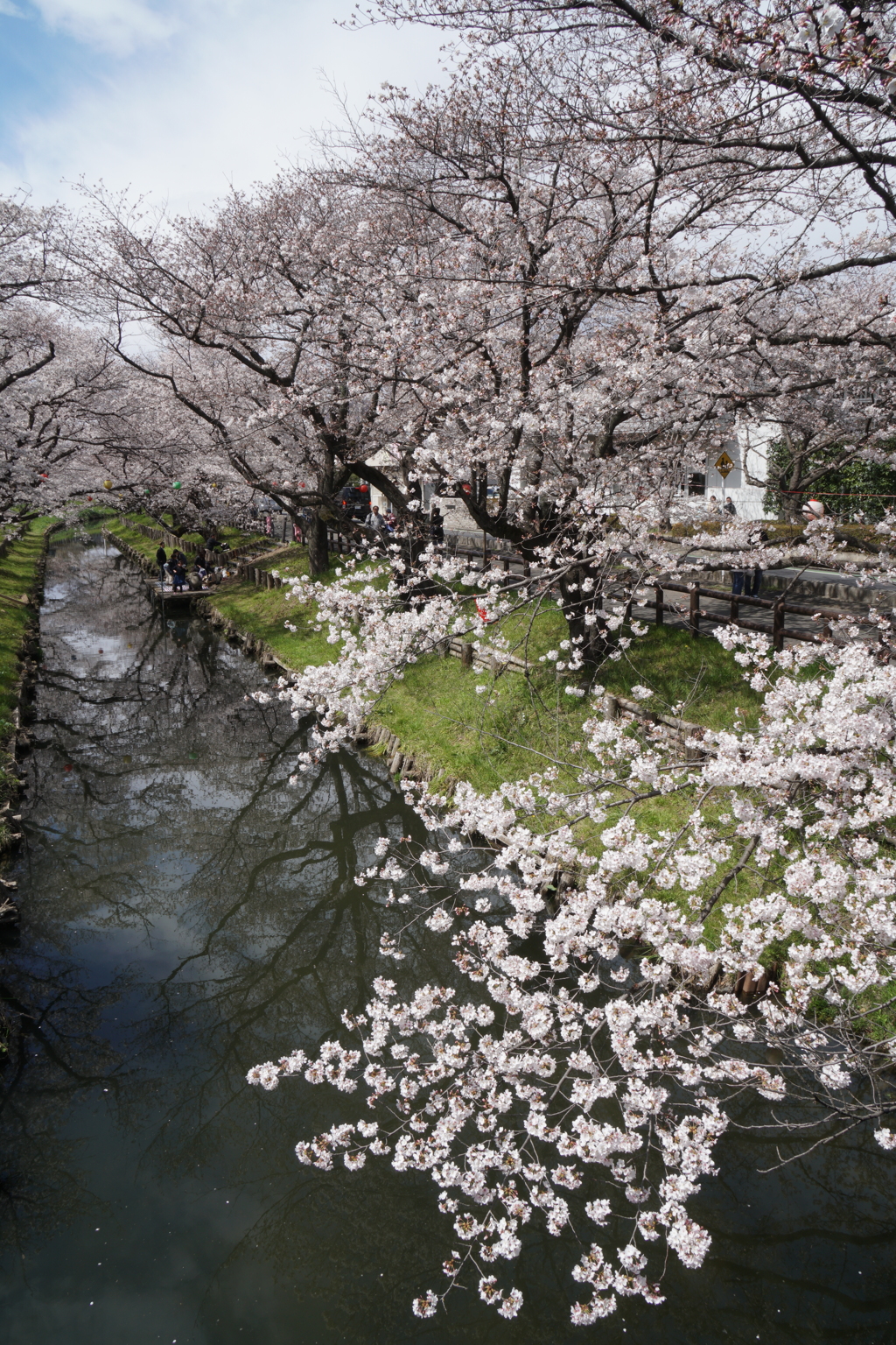 川越 新河岸川の桜