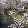 川越 新河岸川の桜