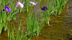 Iris and tadpole in water
