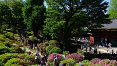 根津神社　つつじ園