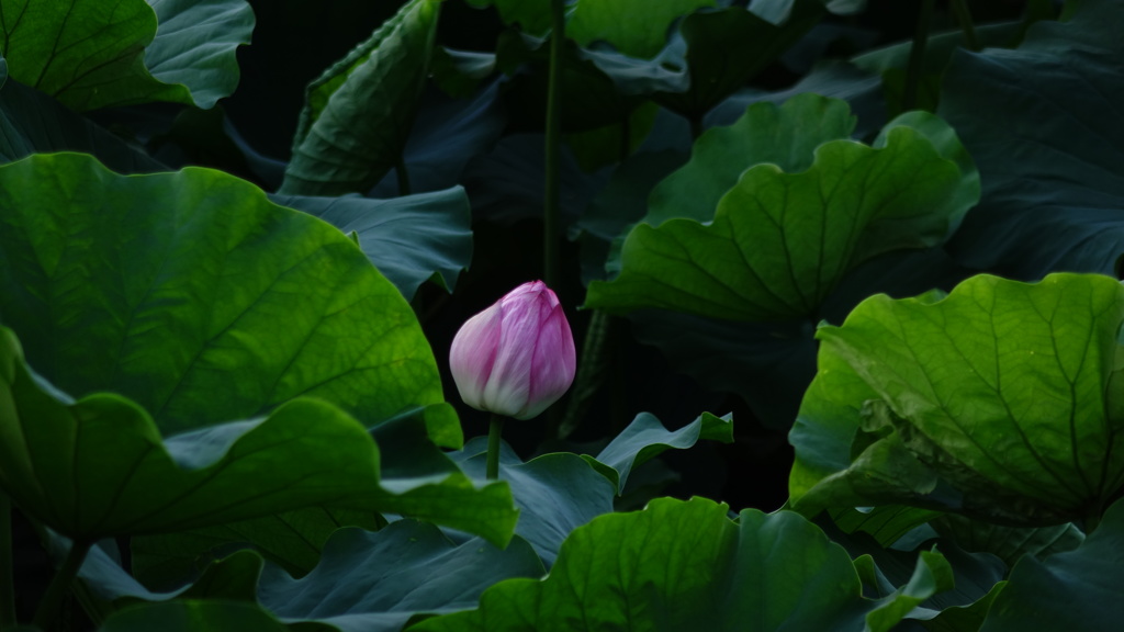 不忍池に咲く蓮の花3