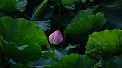 不忍池に咲く蓮の花3