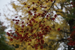 小石川後楽園の紅葉