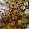 小石川後楽園の紅葉