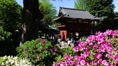 根津神社のつつじ