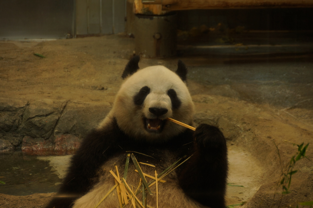 Giant panda is eating pieces of bamboo