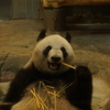 Giant panda is eating pieces of bamboo