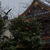池上本門寺　早春