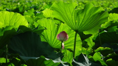 不忍池に咲く蓮の花9