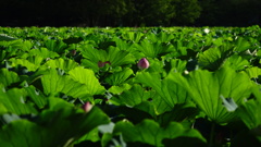 不忍池に咲く蓮の花5