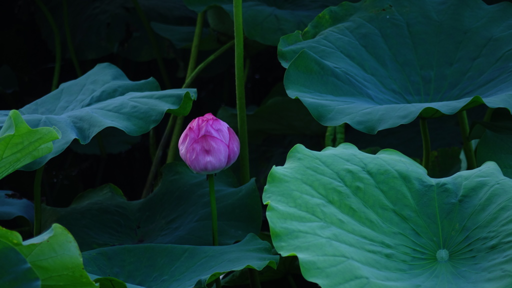 不忍池に咲く蓮の花2