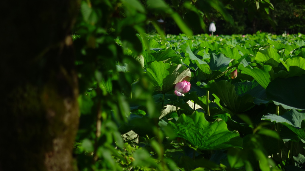 不忍池に咲く蓮の花7