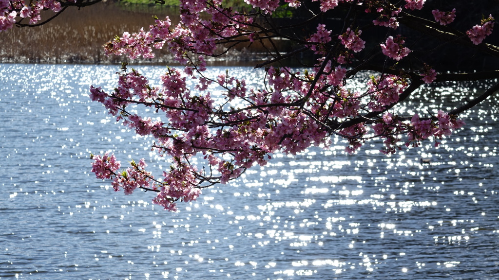 三浦海岸の春　河津桜と菜の花