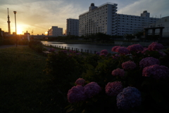 日没に浮かび上がる旧中川の紫陽花