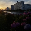 日没に浮かび上がる旧中川の紫陽花
