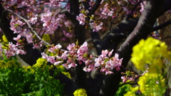 三浦海岸の春　河津桜と菜の花