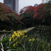 小石川後楽園の秋