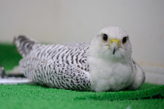 珍鳥の正体