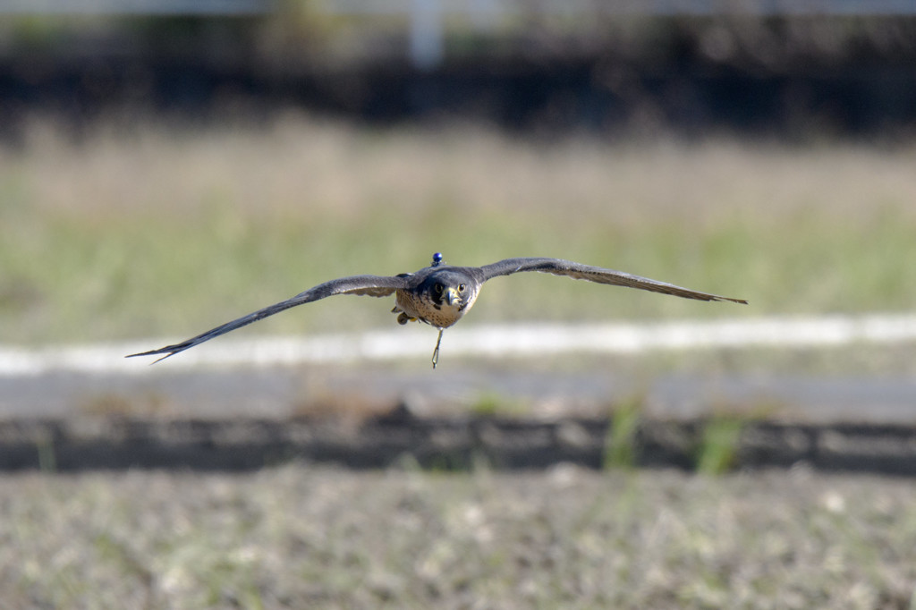Crow Hunter 1