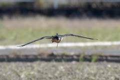Crow Hunter 1